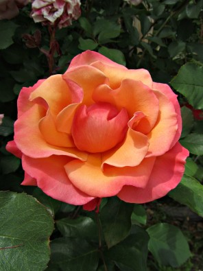 Perfect Orange Rose