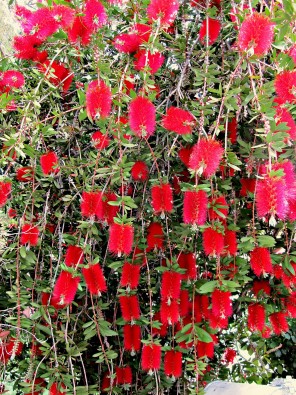 Northern California Plants