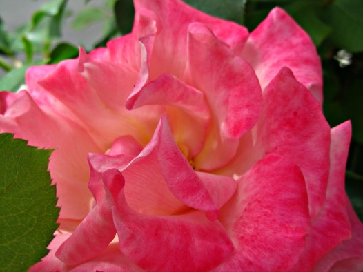 pinkrose