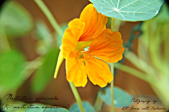 Edible Flower Salad with Basil Balsamic Vinaigrette — At Home with