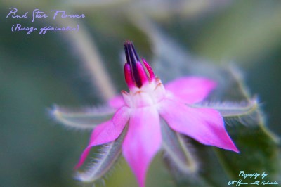 Pink Star Flower