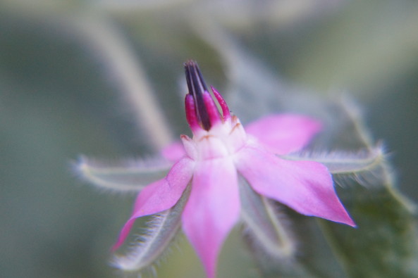 Edible Flower Salad-Herb Vinaigrette BORAGE